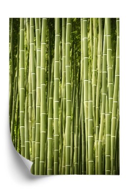 Plakat Płot Z Bambusa
