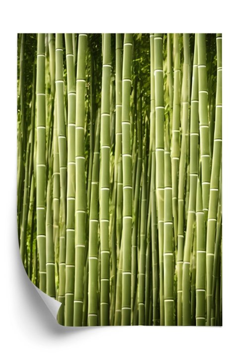Plakat Płot Z Bambusa
