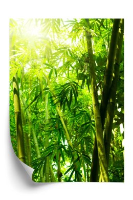 Plakat Słońce I Las Bambusowy