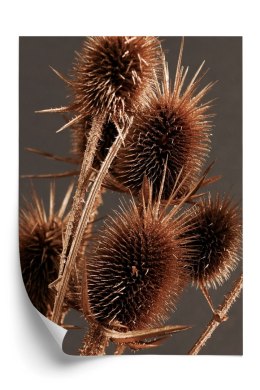 Plakat Suchy Łopian