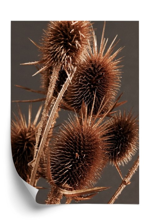 Plakat Suchy Łopian