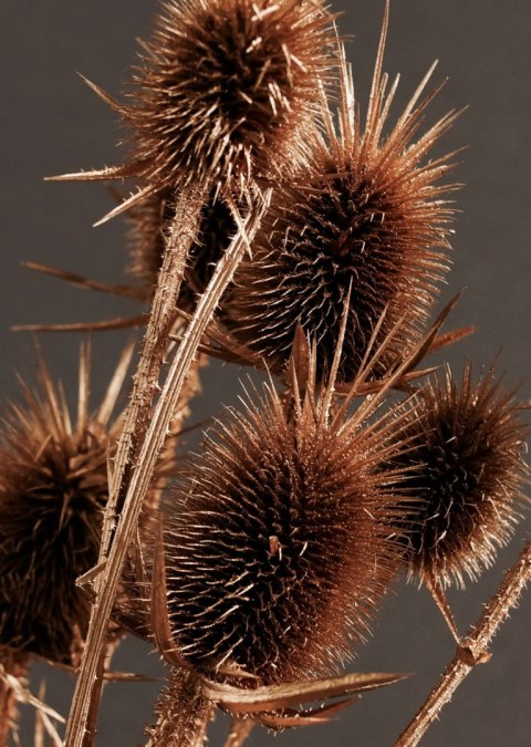 Plakat Suchy Łopian