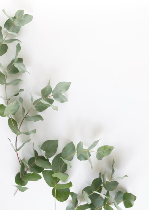 Plakat Zielone Liście Eukaliptusa