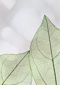 Plakat Zielone Transparentne Liście Na Jasnym Tle