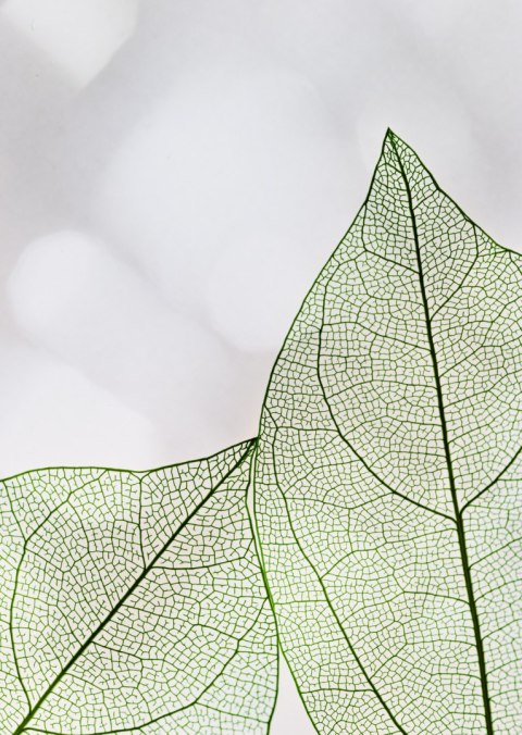 Plakat Zielone Transparentne Liście Na Jasnym Tle