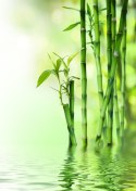 Plakat Zielony Bambus Przy Rzece