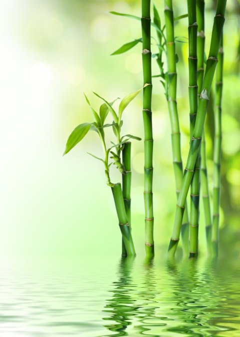 Plakat Zielony Bambus Przy Rzece