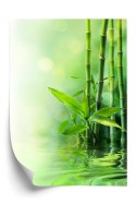 Plakat Zielony Bambus W Wodzie