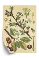 Plakat Archiwalna Ilustracja Botaniczna Kwiatów Wiśni