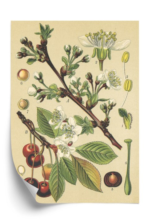 Plakat Archiwalna Ilustracja Botaniczna Kwiatów Wiśni