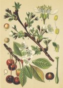 Plakat Archiwalna Ilustracja Botaniczna Kwiatów Wiśni