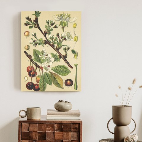 Plakat Archiwalna Ilustracja Botaniczna Kwiatów Wiśni