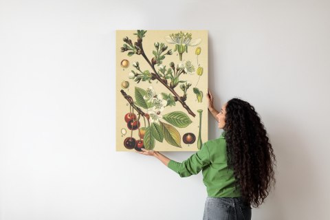 Plakat Archiwalna Ilustracja Botaniczna Kwiatów Wiśni