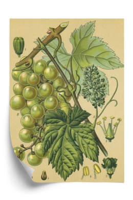 Plakat Archiwalna Ilustracja Botaniczna Winogrona Z Liśćmi