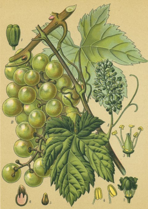 Plakat Archiwalna Ilustracja Botaniczna Winogrona Z Liśćmi