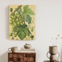 Plakat Archiwalna Ilustracja Botaniczna Winogrona Z Liśćmi