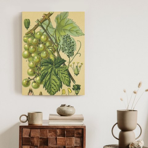Plakat Archiwalna Ilustracja Botaniczna Winogrona Z Liśćmi
