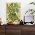 Plakat Archiwalna Ilustracja Botaniczna Winogrona Z Liśćmi