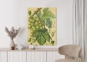 Plakat Archiwalna Ilustracja Botaniczna Winogrona Z Liśćmi