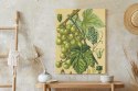 Plakat Archiwalna Ilustracja Botaniczna Winogrona Z Liśćmi