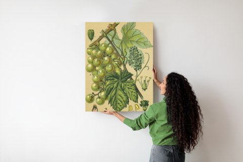 Plakat Archiwalna Ilustracja Botaniczna Winogrona Z Liśćmi