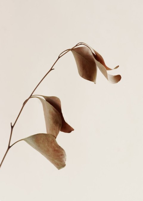 Plakat Beżowy Suchy Eukaliptus