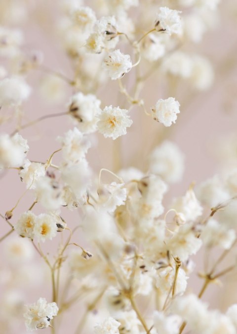 Plakat Białe Drobne Kwiatki Na Różowym Tle