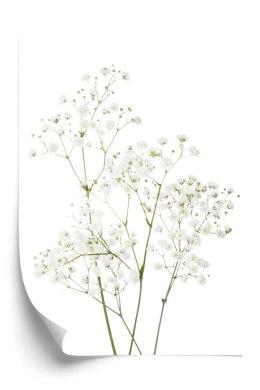 Plakat Cztery Gałązki Z Małymi Białymi Kwiatami