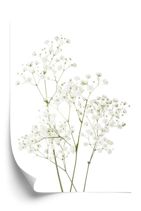 Plakat Cztery Gałązki Z Małymi Białymi Kwiatami