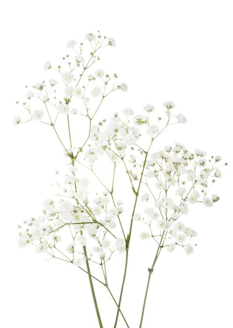 Plakat Cztery Gałązki Z Małymi Białymi Kwiatami