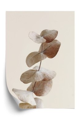 Plakat Gałązka Z Suchymi Liśćmi Eukaliptusa