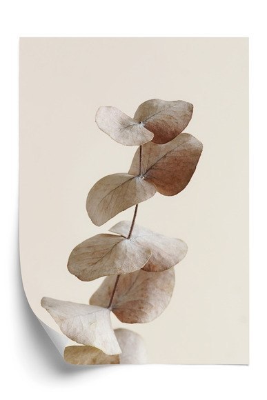 Plakat Gałązka Z Suchymi Liśćmi Eukaliptusa