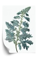 Plakat Liść Szałwii