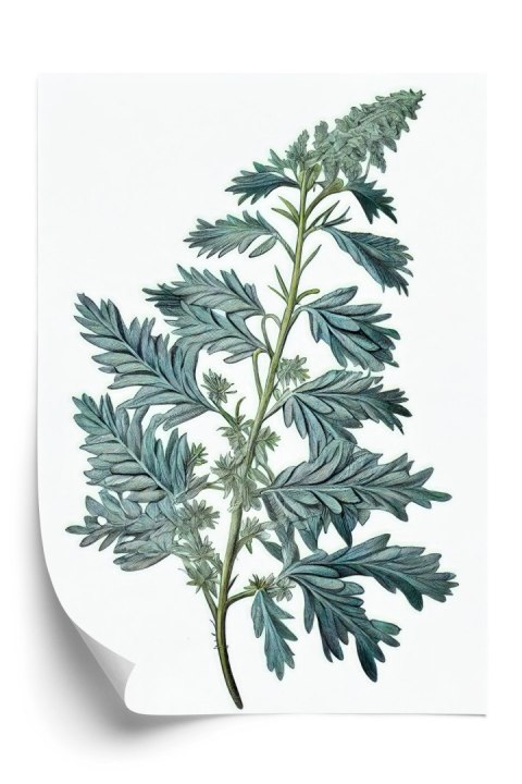 Plakat Liść Szałwii