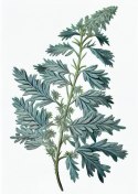 Plakat Liść Szałwii
