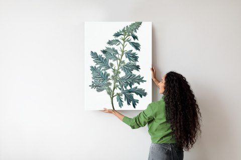 Plakat Liść Szałwii