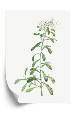 Plakat Mała Biała Roślinka