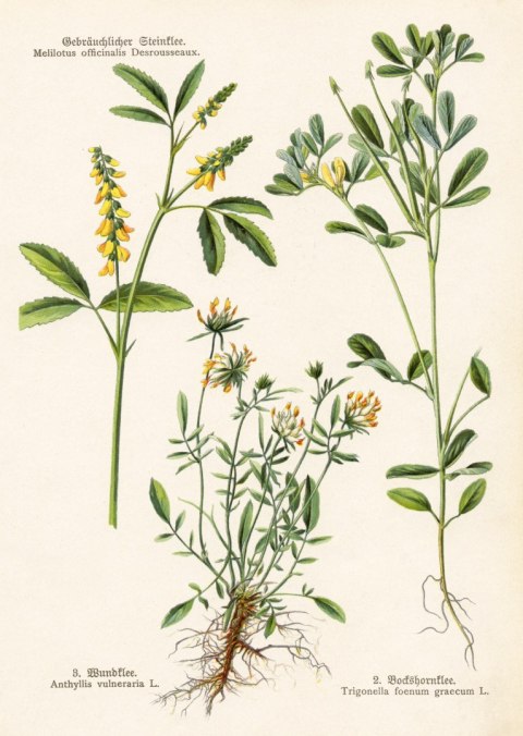 Plakat Różne Rośliny Botaniczne