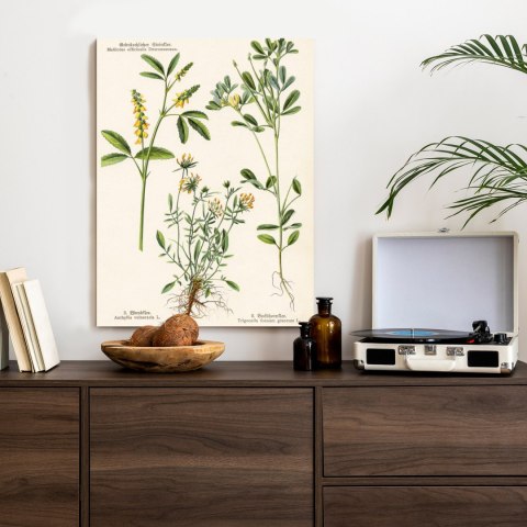 Plakat Różne Rośliny Botaniczne