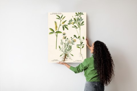 Plakat Różne Rośliny Botaniczne