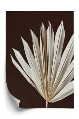 Plakat Sucha Palma Na Brązowym Tle