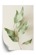Plakat Suche Liście Eukaliptusa