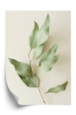 Plakat Suche Liście Eukaliptusa