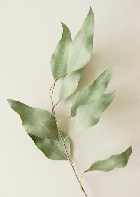 Plakat Suche Liście Eukaliptusa