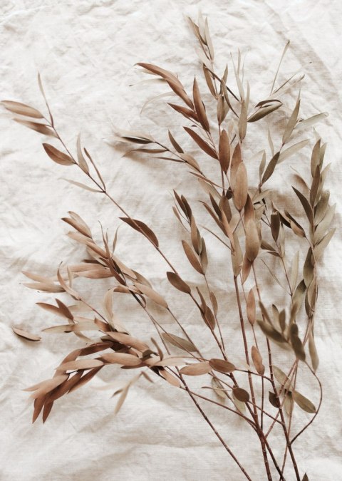 Plakat Suche Liście Eukaliptusa