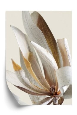 Plakat Suche Liście Protea