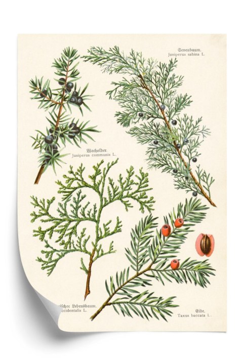 Plakat Wizerunki Starych Roślin Botanicznych