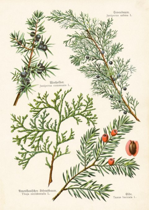 Plakat Wizerunki Starych Roślin Botanicznych