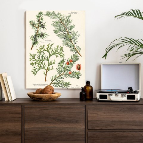 Plakat Wizerunki Starych Roślin Botanicznych