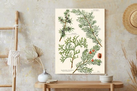 Plakat Wizerunki Starych Roślin Botanicznych